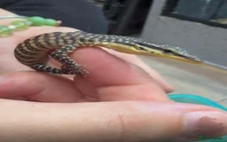 Monitor reptiles for sale: Kimberley rock monitor - Image 2