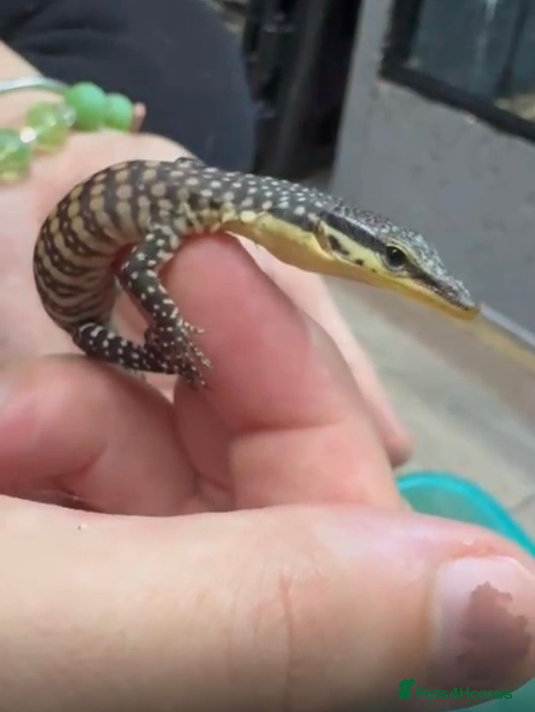 Monitor reptiles for sale: Kimberley rock monitor - Image 2