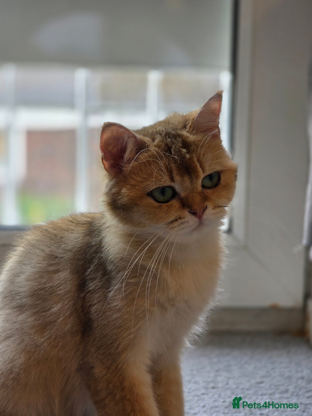 British Shorthair cats for sale: British Shorthair  - Image 1