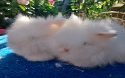 Angora rabbits for sale: STUNNING TEDDYDWERG BABIES  - Image 7