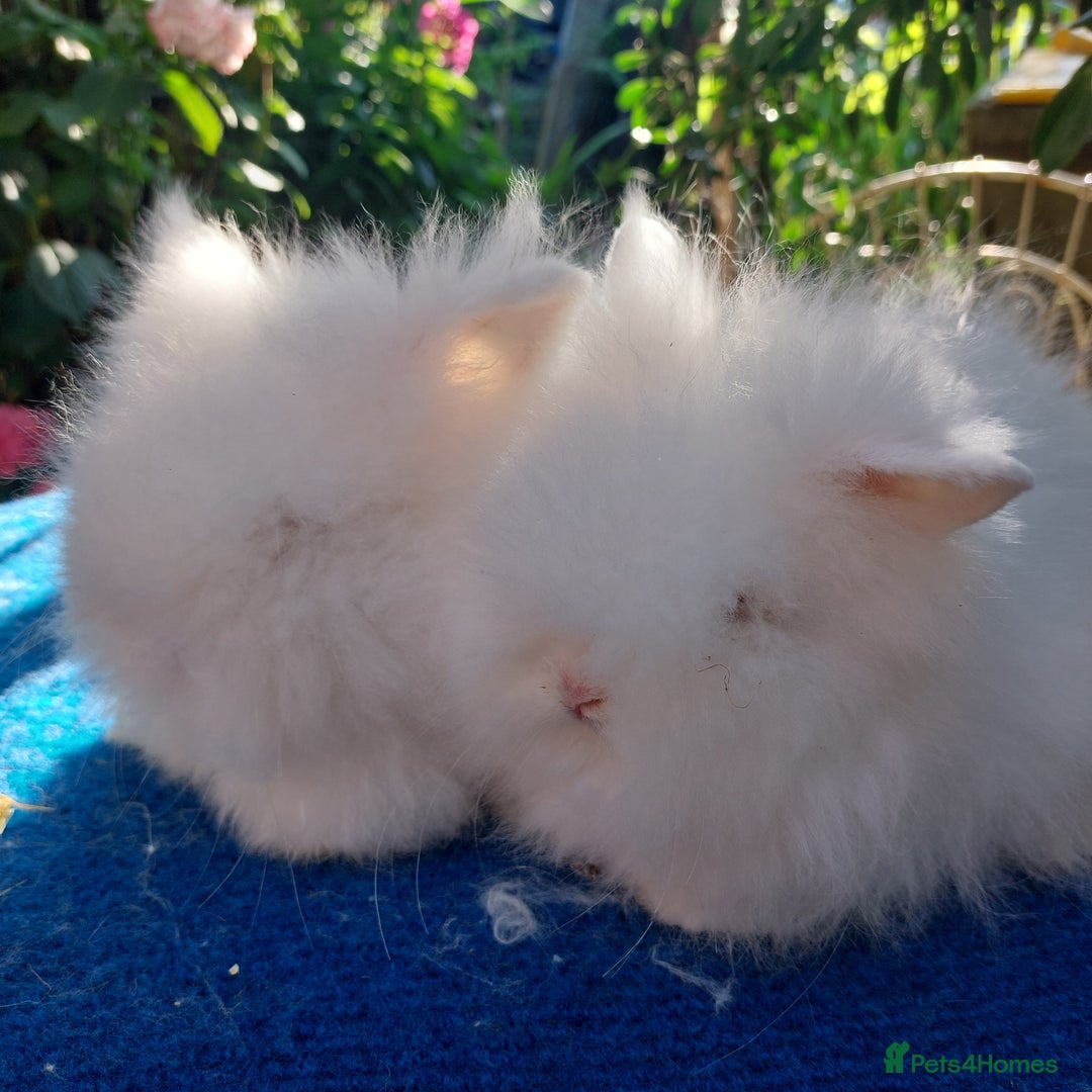 Angora rabbits for sale: STUNNING TEDDYDWERG BABIES  - Image 7