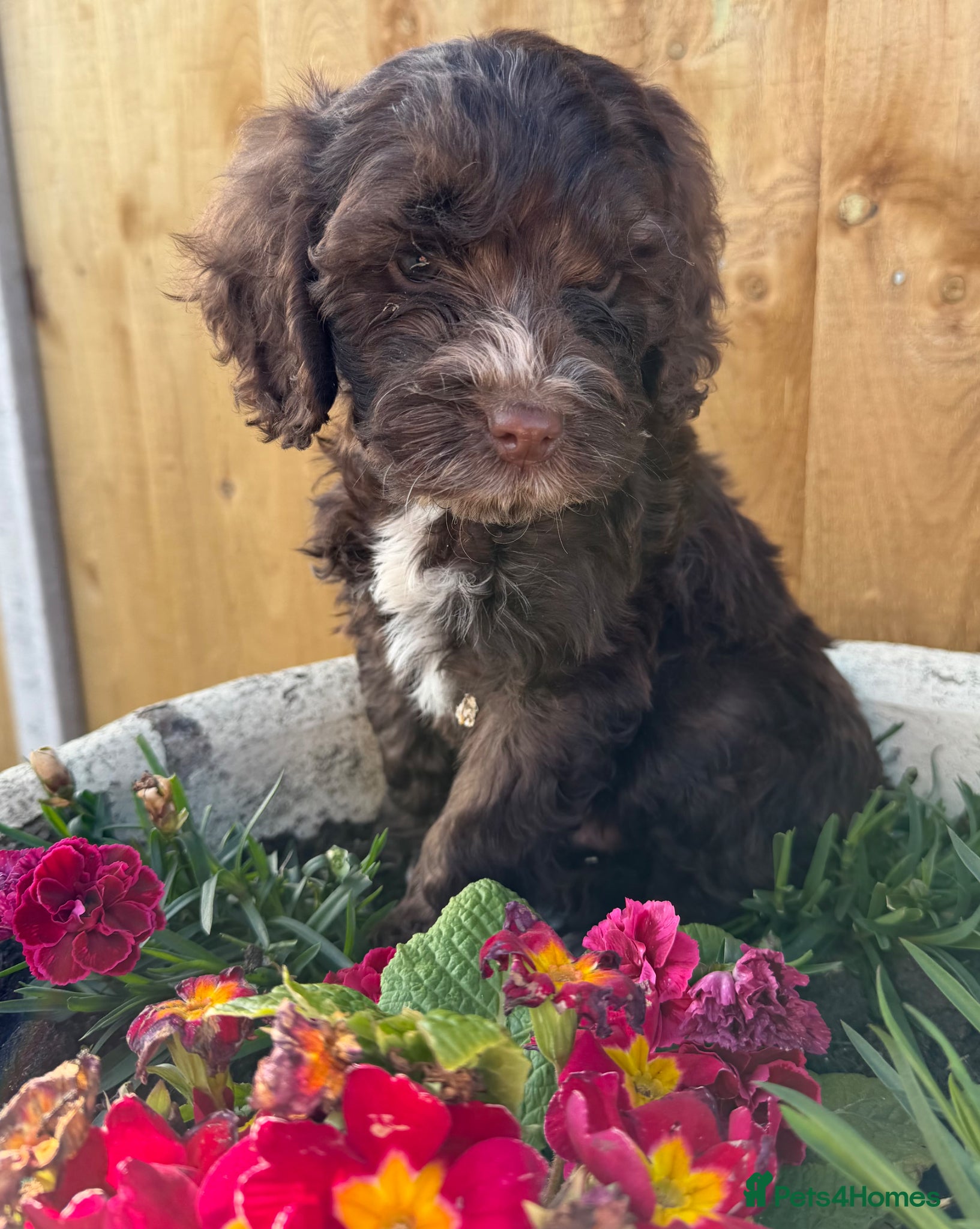 Cockapoo dogs Cockapoo puppies  - Advert 11