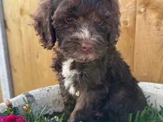 Cockapoo dogs Cockapoo puppies - Advert 11