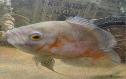 Cichlids fish for sale: Oscar Cichlid fish  - Image 3