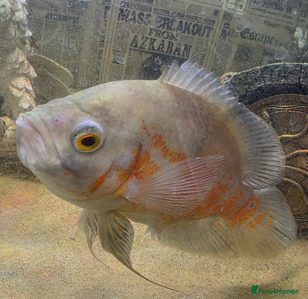 Cichlids fish for sale: Oscar Cichlid fish  - Image 3