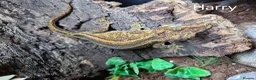 Mixed Breed reptiles for sale: Selling all our reptile collection updated - Advert 19