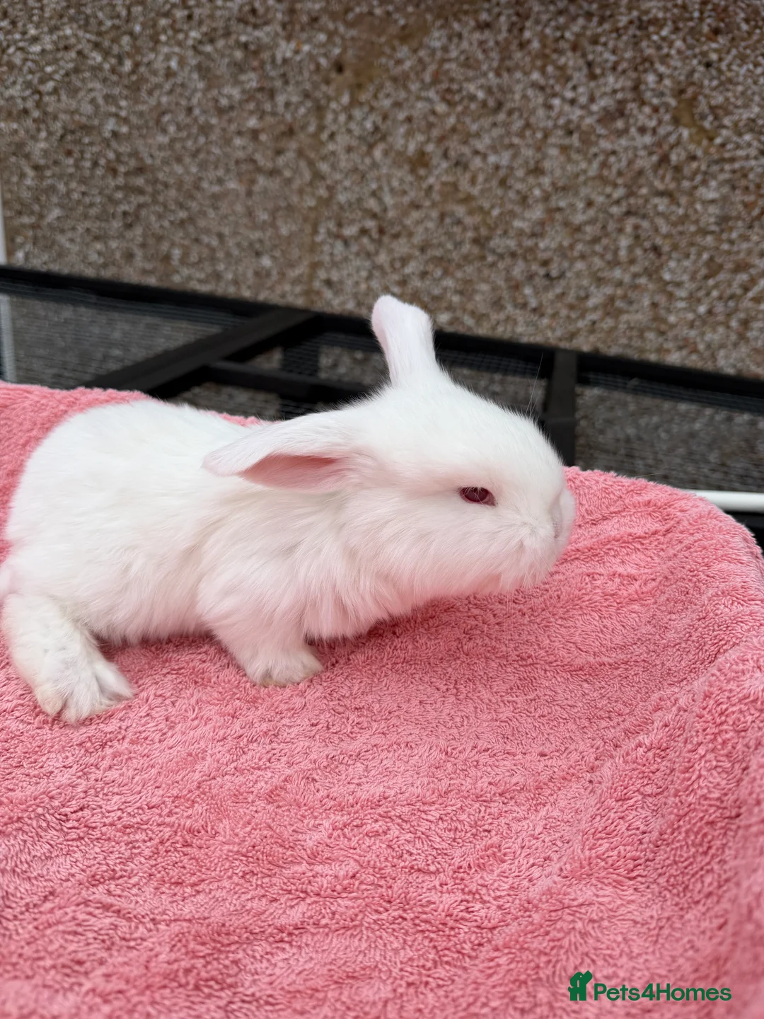 French Lop rabbits for sale: French lops  - Advert 3