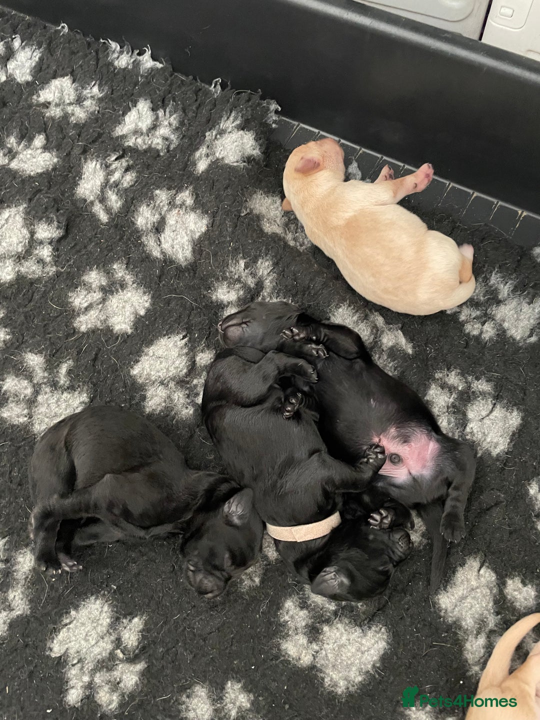 Mixed Breed dogs for sale: 🌟 Exceptional Goldendoodle x Labrador Puppies 🌟 - Image 5