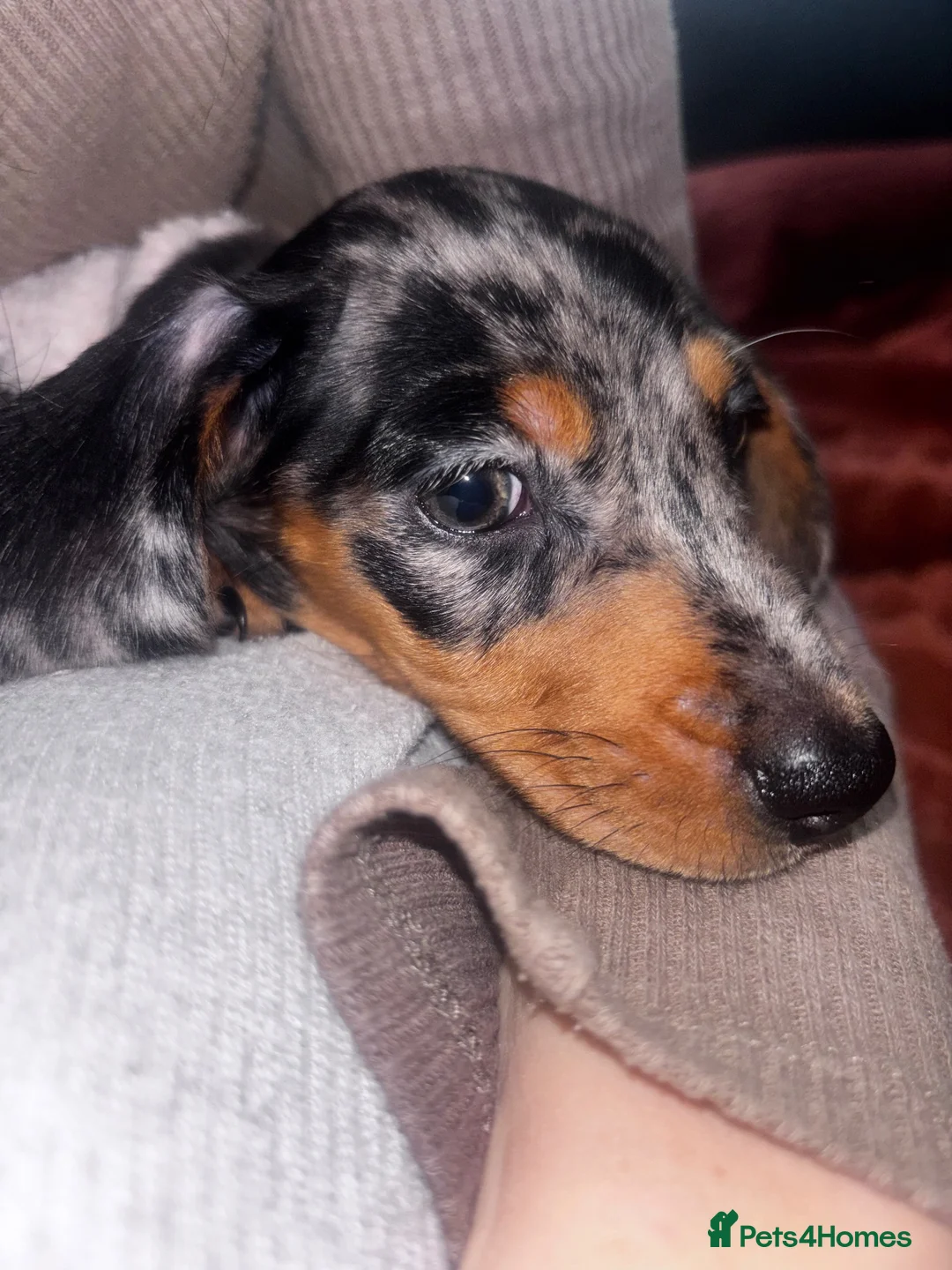 Miniature Dachshund dogs for sale: miniture dashaund in Stoke-on-Trent - Advert 3