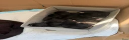 Mixed Breed cats for sale: Mixed breed chocolate brown and white kittens  in Birmingham - Advert 2