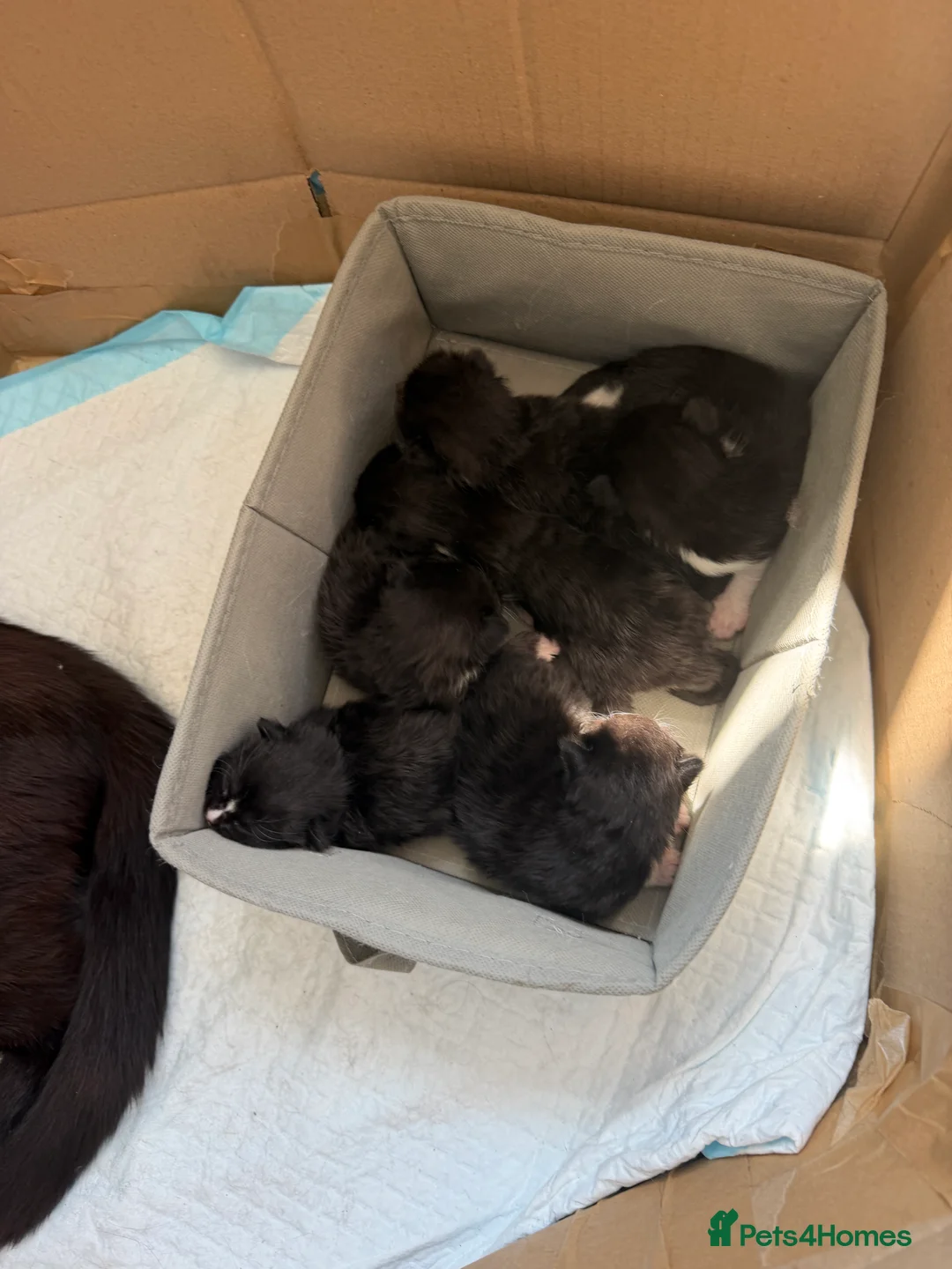 Mixed Breed cats for sale: Mixed breed chocolate brown and white kittens  in Birmingham - Advert 2