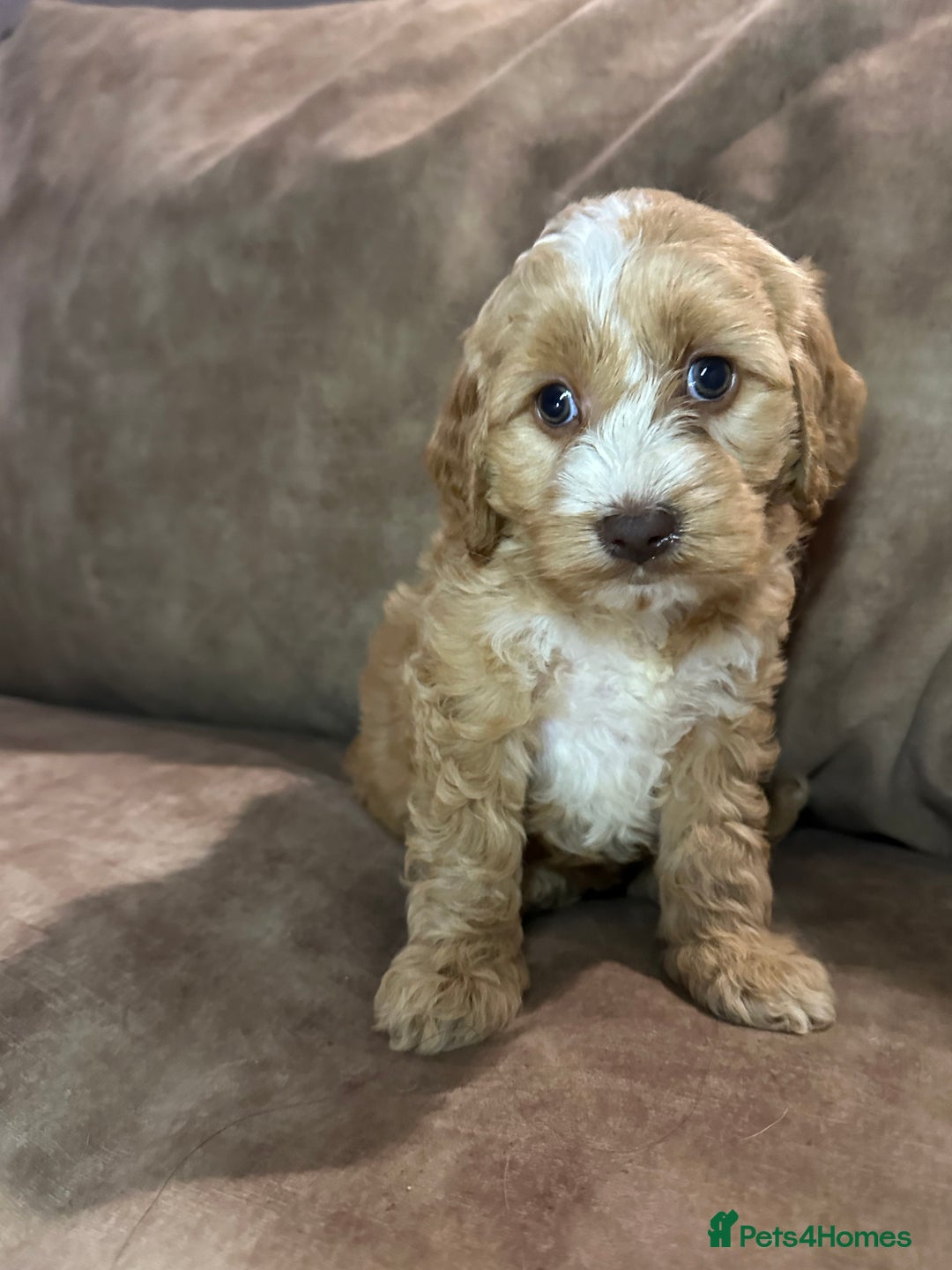 Cockapoo dogs for sale: Roan and sable cockapoos - Advert 4