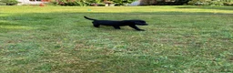 Cockerdor dogs for sale: Cockerdor puppies in Carlisle - Advert 5