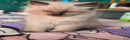 Mixed Breed cats for sale: 🐾  Bengdoll Kittens Bengal mum Ragdoll dad - Advert 3