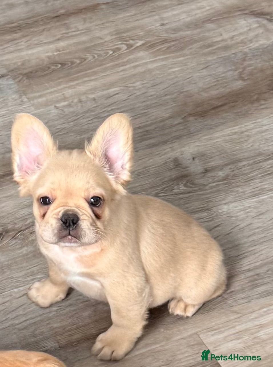 French Bulldog dogs Last female French Bulldog both vaccines complete - Advert 2