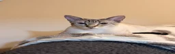 Siamese cats for sale: 🐾 Siamese kittens for sale 🐾 in Radstock - Advert 5