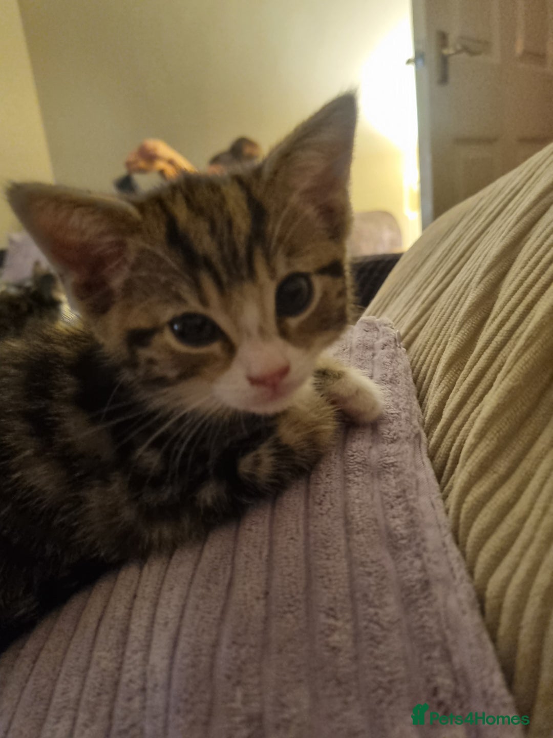 Mixed Breed cats for sale: Last girl kitten available immediately - Image 1