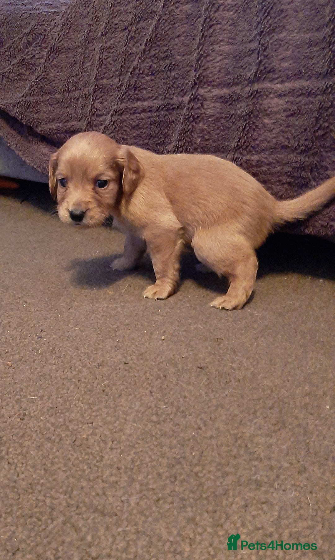 Cockapoo dogs for sale: Stunning litter of cockapoos  - Advert 9