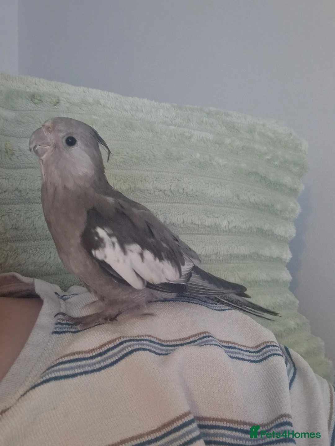 Cockatiels birds for sale: Male cockatiel  - Advert 2