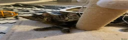 Bengal cats for sale:  Bengal kittens, ready to go! ❤️🏡 - Advert 27
