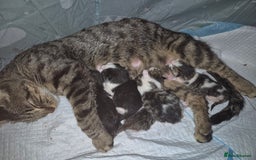 Mixed Breed cats for sale: BEAUTIFUL Kittens Looking forever home - Image 1