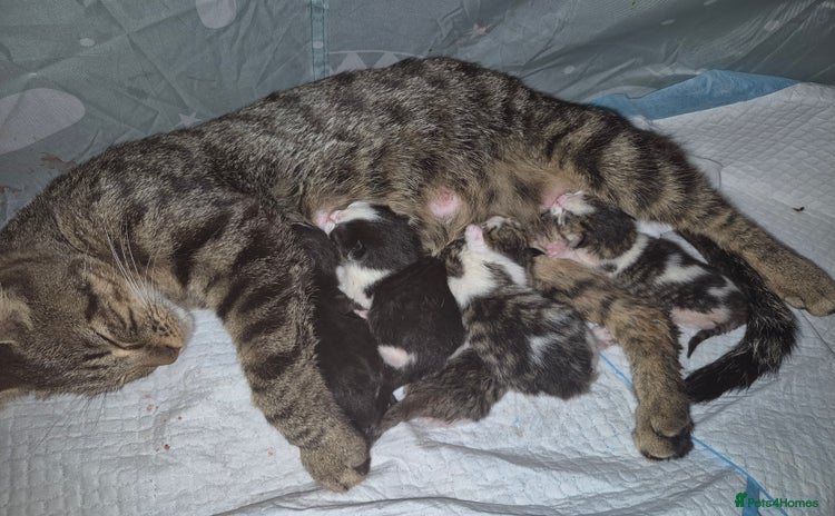 Mixed Breed cats - Advert 5