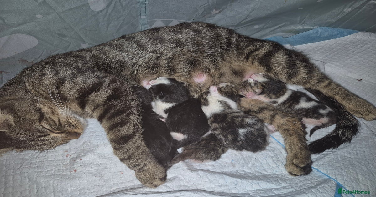 BEAUTIFUL Kittens Looking forever home for sale in Kettering