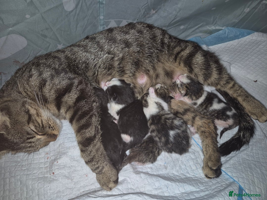 Mixed Breed cats for sale: BEAUTIFUL Kittens Looking forever home - Image 1