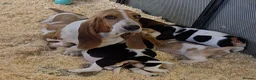 Basset Hound dogs for sale: KC BASSET HOUND PUPPIES  - Advert 5