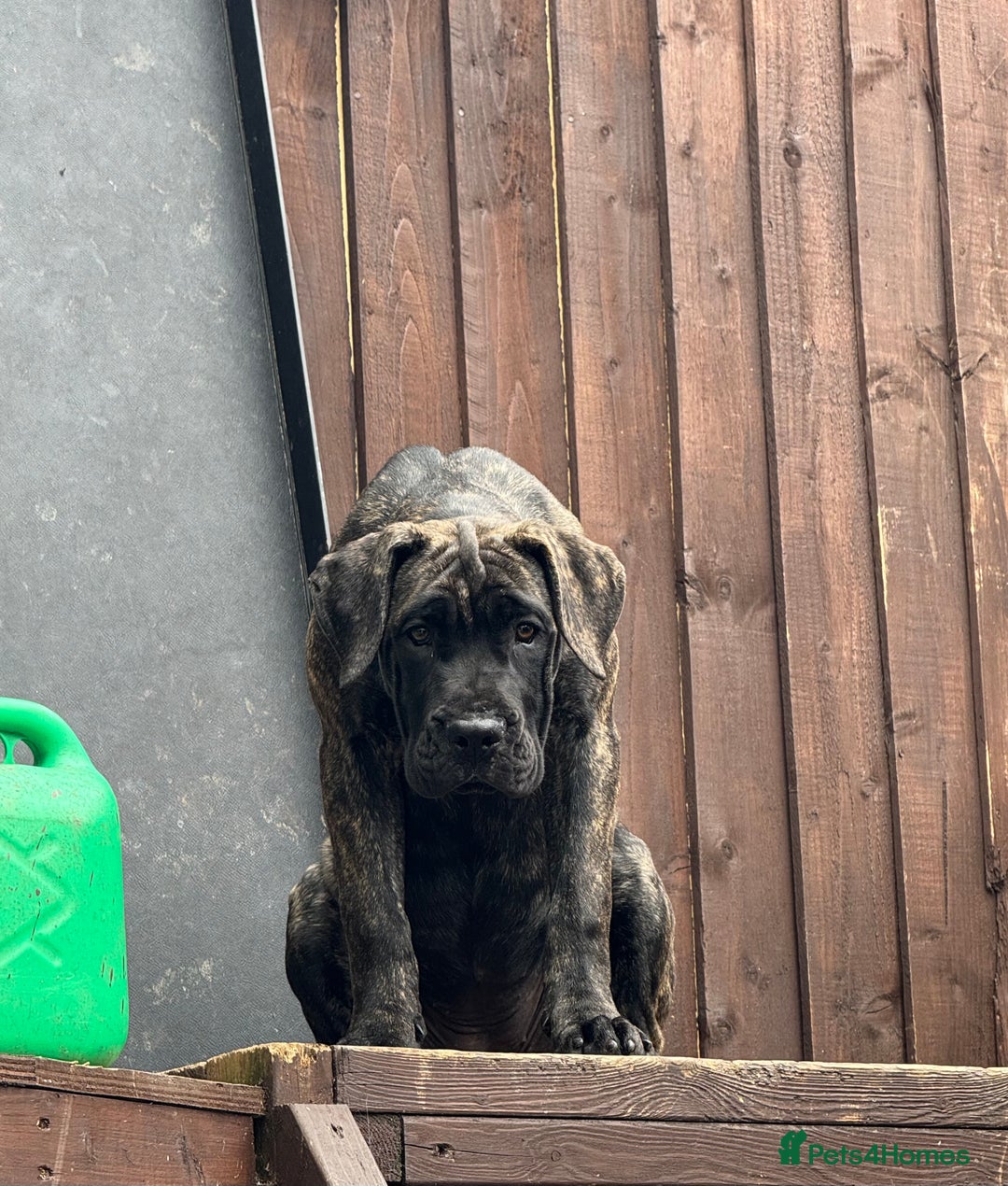 Presa Canario dogs for sale: Presa canario puppies (UKC registered) (2 girls) in Accrington - Image 32