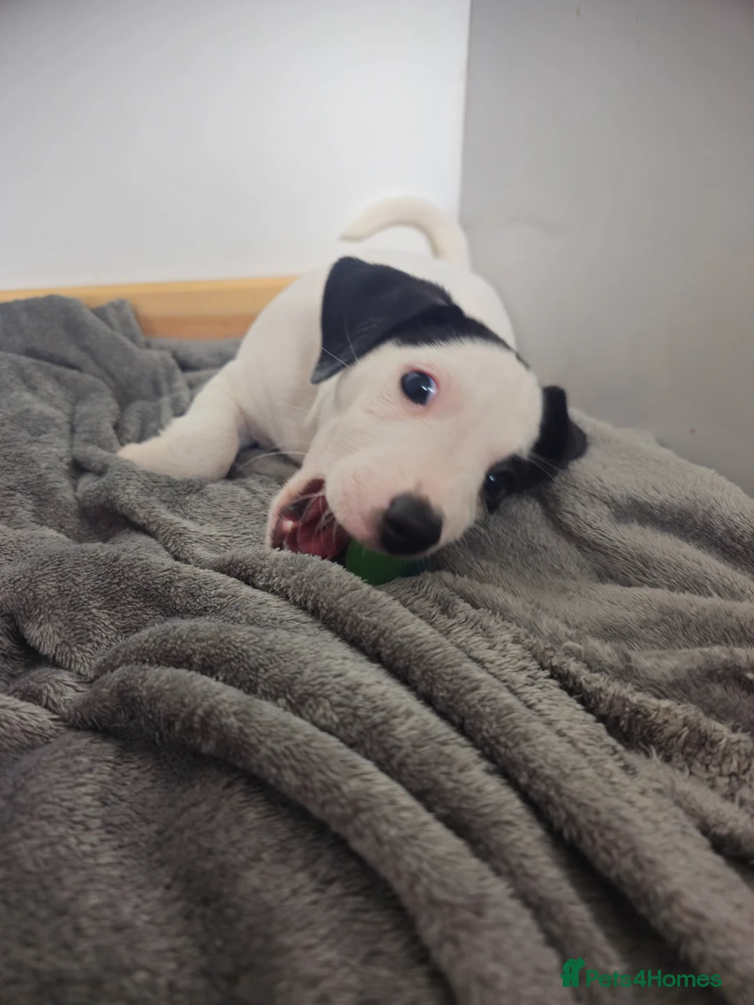 Jack Russell dogs for sale: Beautiful Jack Russell Parson Puppies for Sale 🐶 - Advert 28