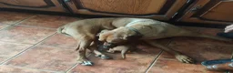 Rhodesian Ridgeback dogs for sale: Pedigree Rhodesian Ridgeback - Advert 5