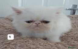 Persian cats for sale: GCCF REGISTERED PERSIAN KITTENS  - Image 1