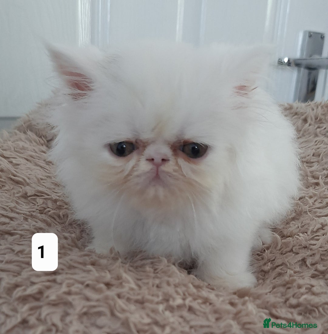 Persian cats for sale: GCCF REGISTERED PERSIAN KITTENS  - Image 1