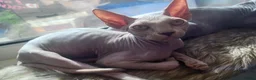 Sphynx cats for sale: Last boy !! Final reduce price🐾 - Advert 8