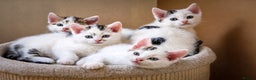 Mixed Breed cats for sale: 🐾 Beautiful, Well-Socialised Kittens 🐾 - Advert 1