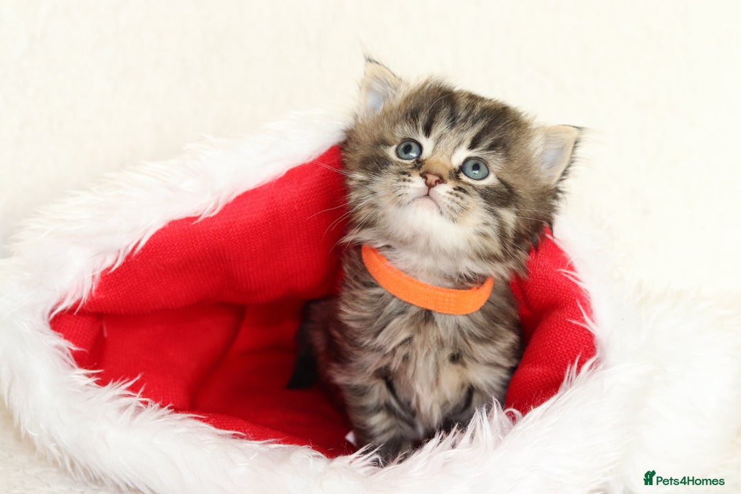 Mixed Breed cats for sale: Beautiful Kittens - Advert 5