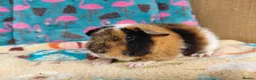Guinea Pig rodents for sale: Baby Boars in longhaired breeds & teddies  - Advert 3