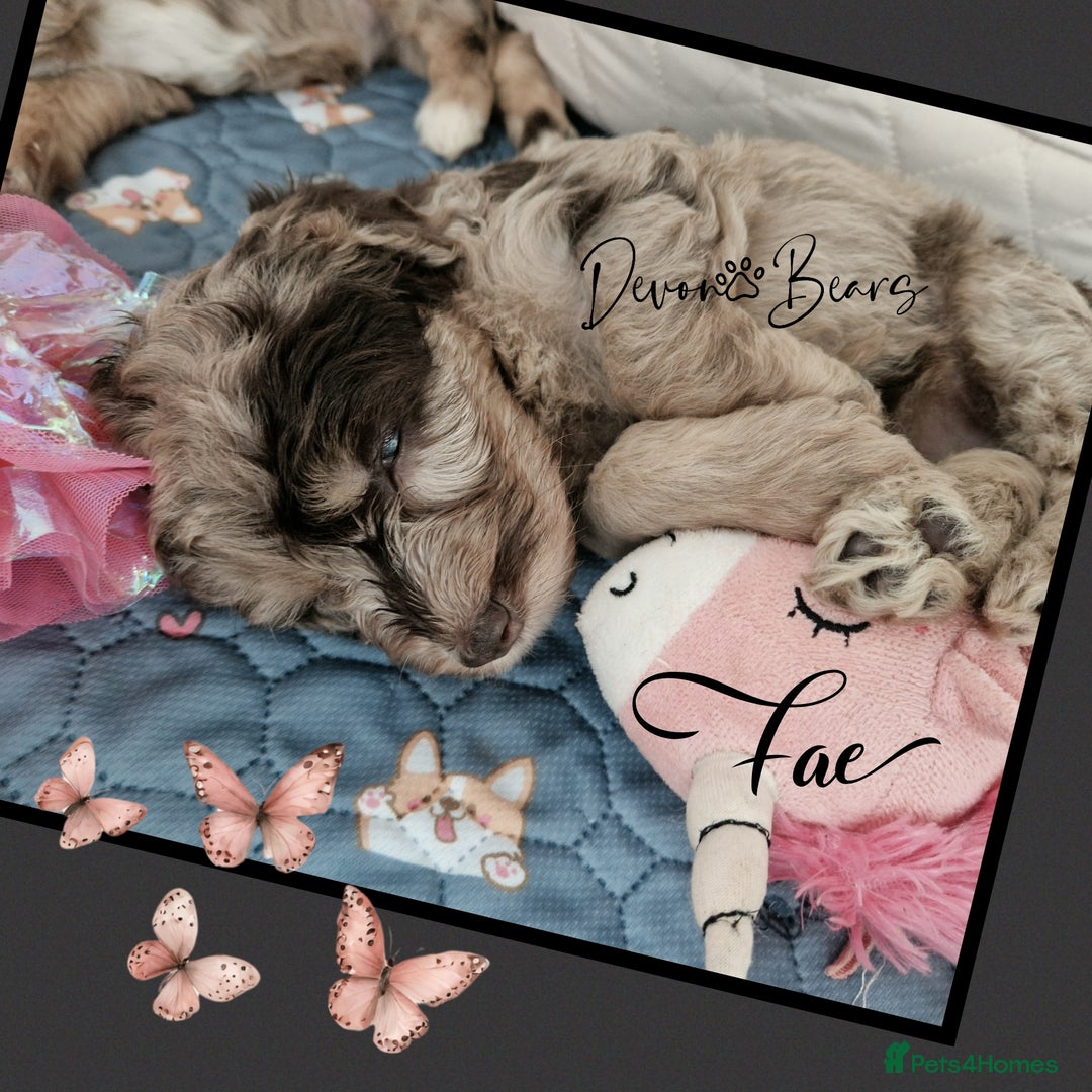 Cockapoo dogs for sale: Chunky health tested stunning English cockerpoos. - Image 3