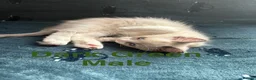 Ragdoll cats for sale: 5 Ragdoll Kittens For Sale - Advert 7