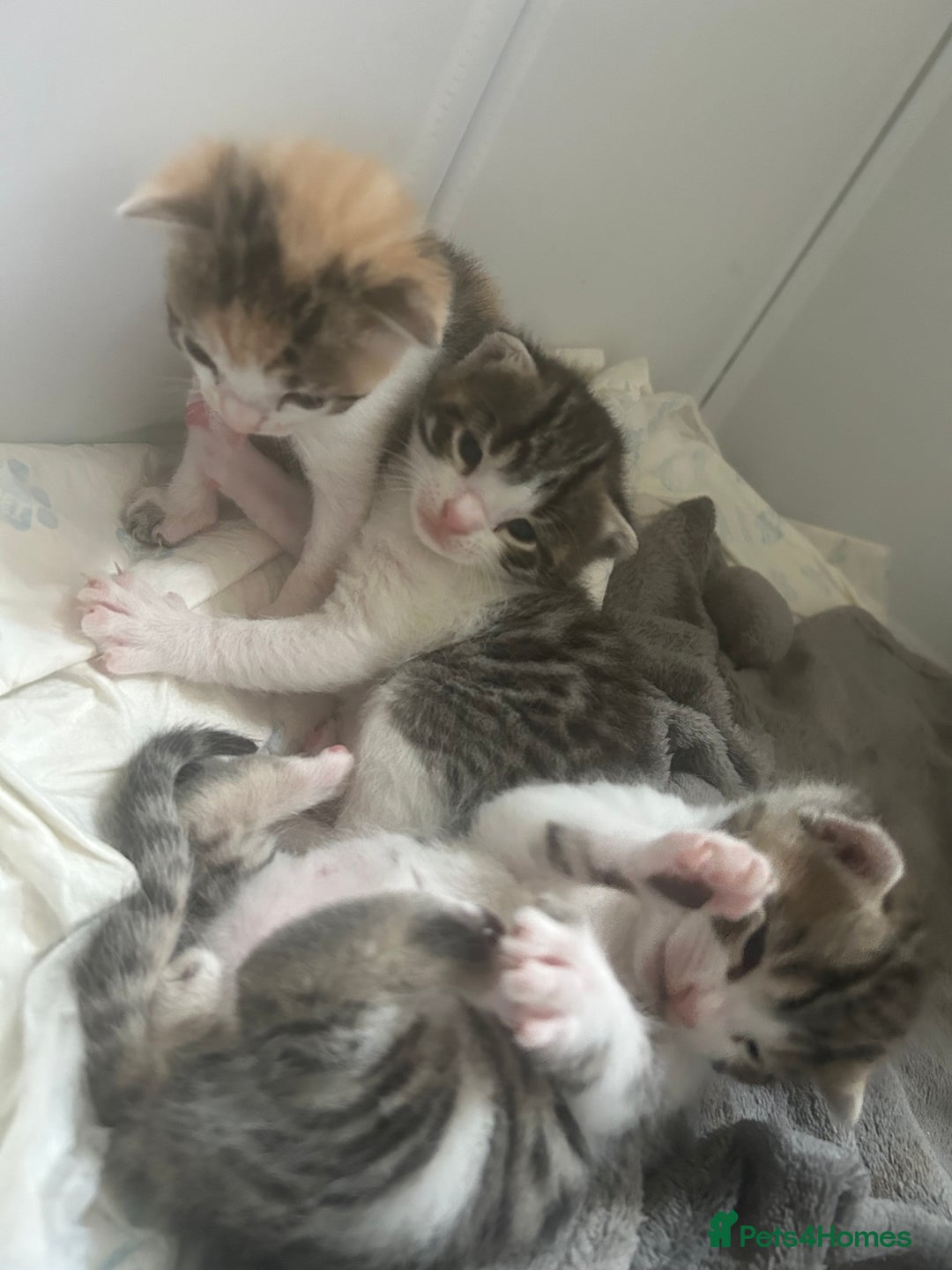 Bengal cats for sale: Bengal Calico kittens  - Image 4