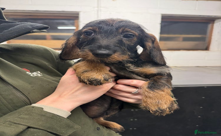 Dachshund dogs - Advert 2