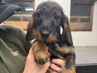 Dachshund dogs - Advert 24