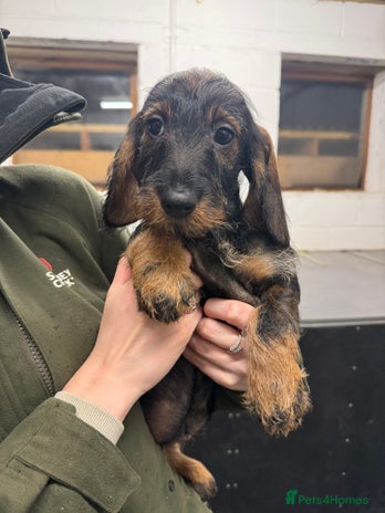 Dachshund dogs - Advert 2