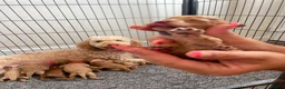 Cockapoo dogs for sale: Beautiful Cockapoo Puppies in Bristol - Advert 14