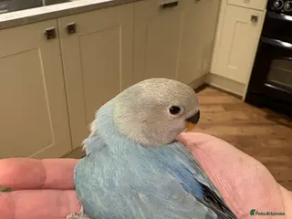 Lovebirds birds One left - no time wasters please! - Advert 1