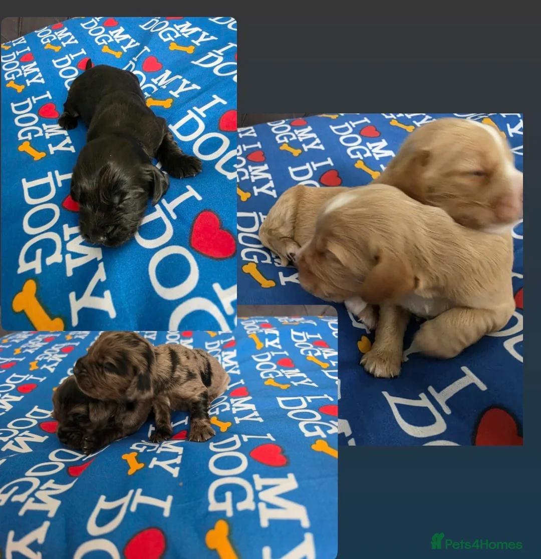 Cocker Spaniel dogs for sale: Beautiful Spaniel Puppies for Sale from 15/05/2026 - Advert 1