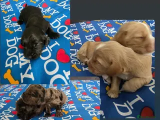 Cocker Spaniel dogs Beautiful Spaniel Puppies for Sale from 15/05/2026 - Advert 5