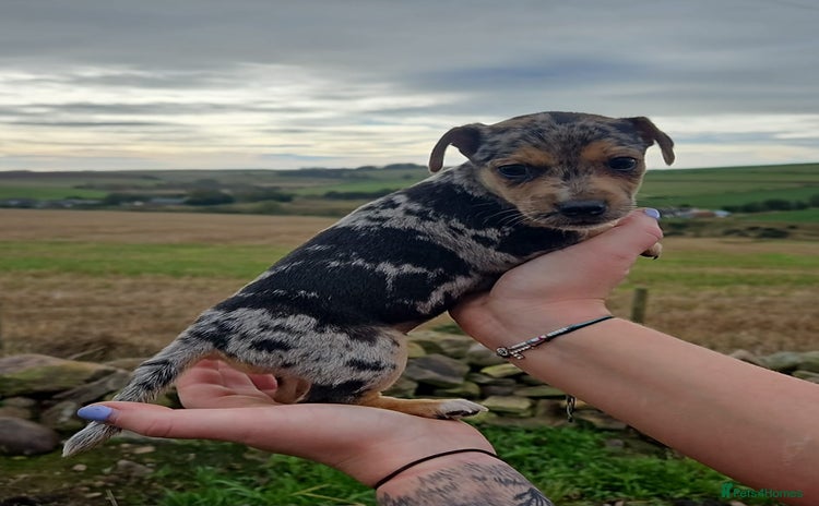 Jack Russell dogs - Advert 6