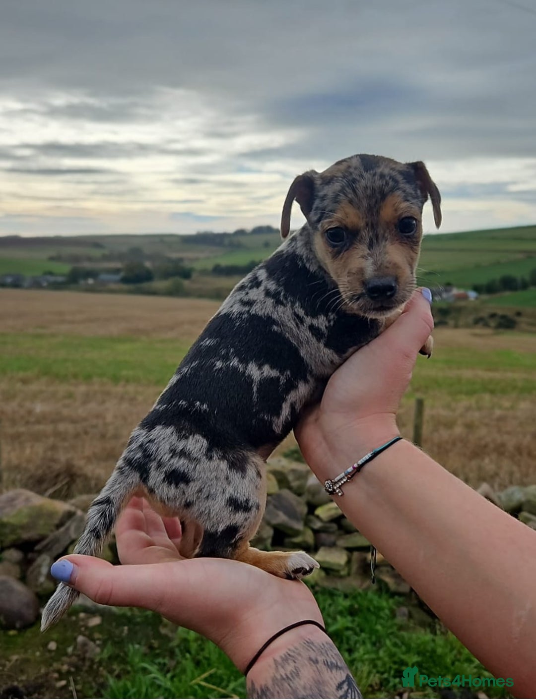 Jack Russell dogs for sale: GORGEOUS JACK RUSSELL PUPPIES  - Image 1